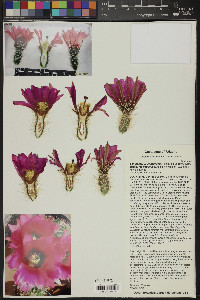 Echinocereus fendleri var. fasciculatus image