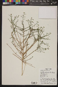 Baccharis brachyphylla image