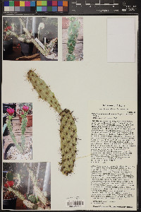 Cylindropuntia acanthocarpa image