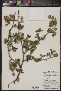 Amelanchier utahensis image