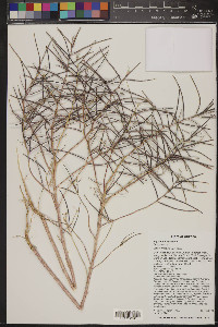 Erysimum repandum image