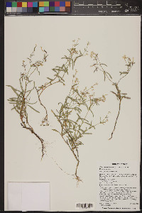 Phlox woodhousei image