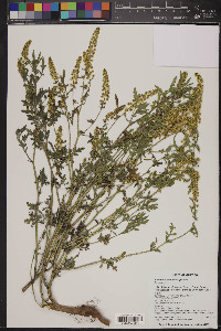 Ambrosia acanthicarpa image