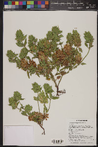 Dracocephalum parviflorum image