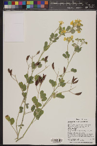 Senna covesii image