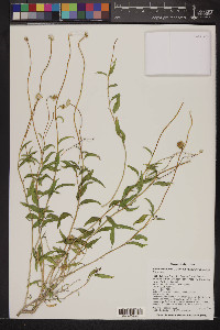 Encelia resinifera image