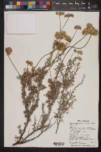 Eriogonum fasciculatum var. polifolium image