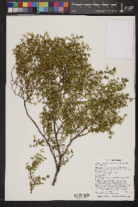 Larrea tridentata image