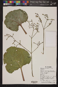 Anulocaulis leiosolenus image