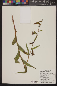 Epipactis gigantea image