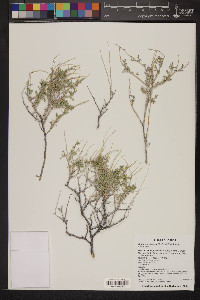 Ambrosia dumosa image