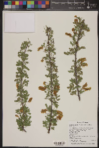 Acacia greggii image