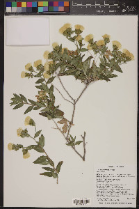 Trixis californica image