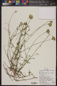 Adenophyllum porophylloides image