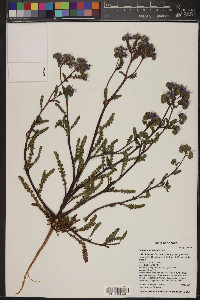 Phacelia integrifolia image