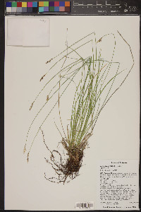 Carex occidentalis image