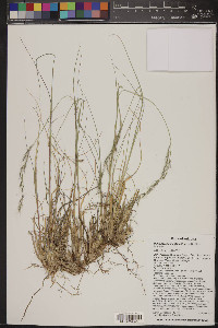 Muhlenbergia montana image