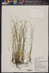 Muhlenbergia wrightii image