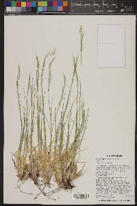 Muhlenbergia montana image