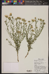 Machaeranthera tanacetifolia image