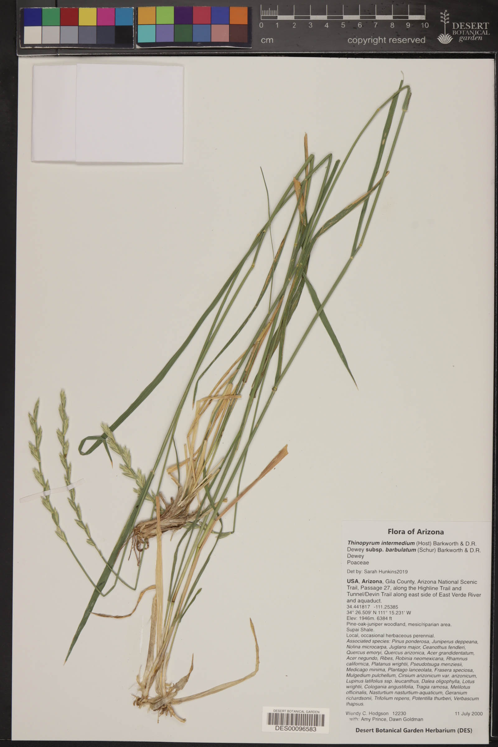 Thinopyrum intermedium subsp. barbulatum image