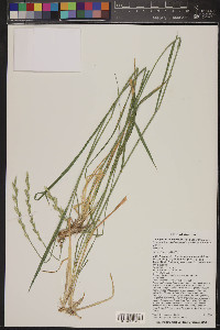 Thinopyrum intermedium subsp. barbulatum image