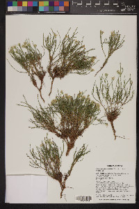 Chaetopappa ericoides image