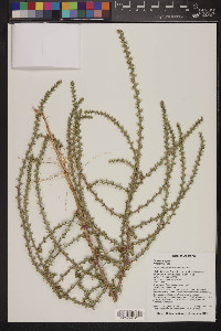 Salsola tragus image