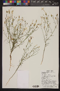 Ipomopsis longiflora subsp. neomexicana image