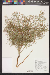 Stephanomeria exigua image