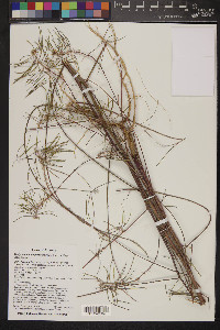 Thelypodium integrifolium image