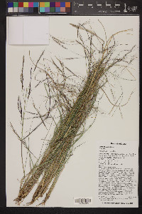 Aristida ternipes image