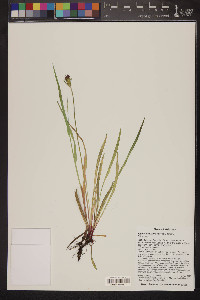 Agoseris aurantiaca image