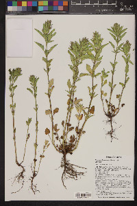 Dracocephalum parviflorum image