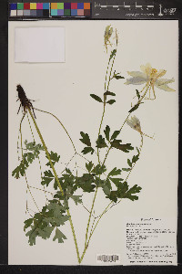 Aquilegia coerulea image