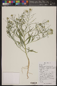 Erysimum repandum image