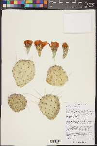 Opuntia macrorhiza image