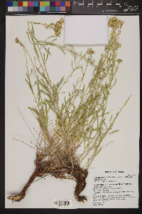 Lorandersonia salicina image