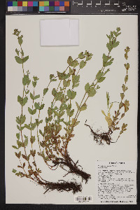 Hypericum scouleri image