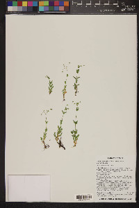 Stellaria umbellata image