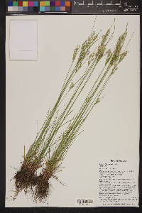 Juncus interior image