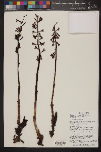 Corallorhiza maculata var. occidentalis image