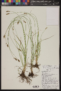 Carex occidentalis image