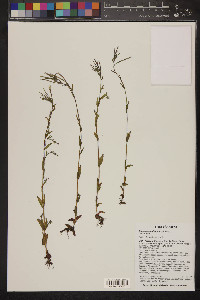 Epilobium halleanum image