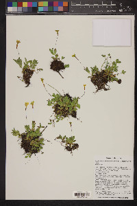 Erythranthe primuloides image