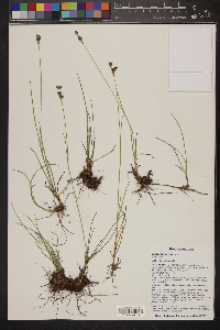 Juncus longistylis image