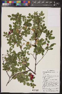 Rosa woodsii subsp. arizonica image