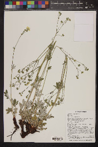 Potentilla hippiana image