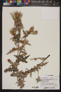 Cirsium arizonicum image