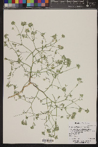 Eriastrum diffusum image